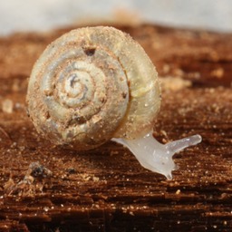 A blind terrestrial cavesnail, Helicodiscus sp., possibly H. barri