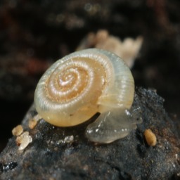 A terrestrial snail, possibly Glyphyalinia sp.