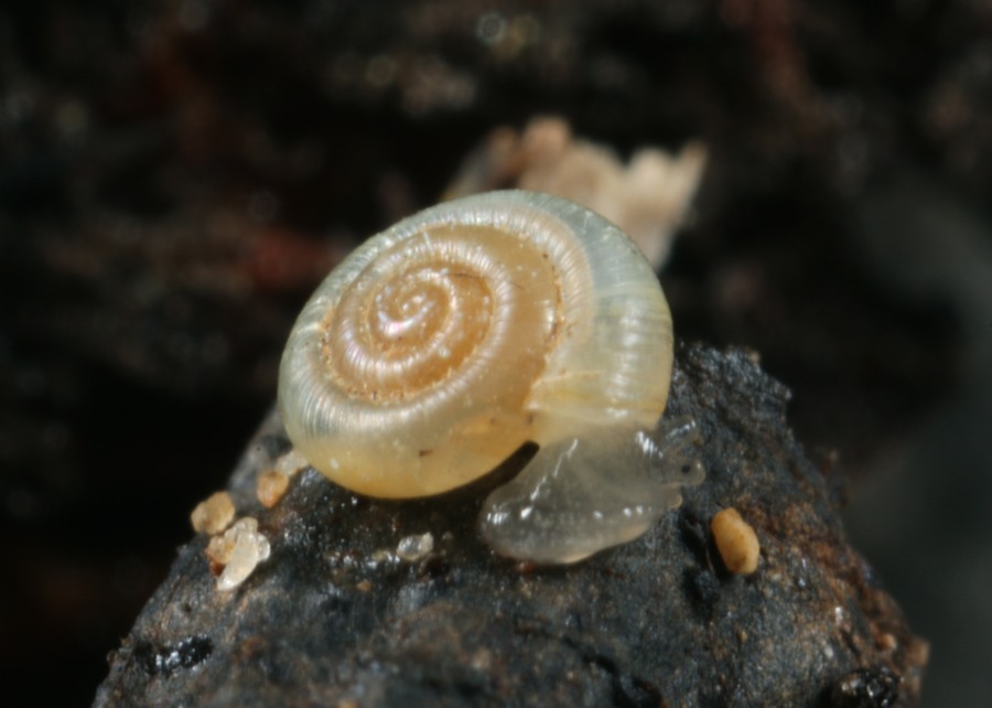 A terrestrial snail, possibly Glyphyalinia sp.