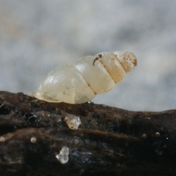 A terrestrial snail, either the troglophile Carychium exile or the troglobite C. stygium.