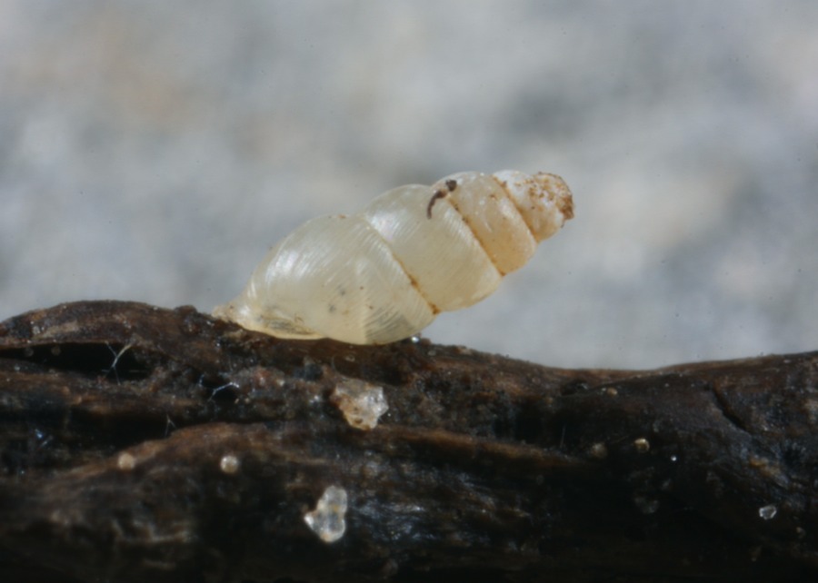 A terrestrial snail, either the troglophile Carychium exile or the troglobite C. stygium.