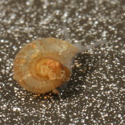 An undescribed species of aquatic cavesnail, possibly in the genus Antrorbis.