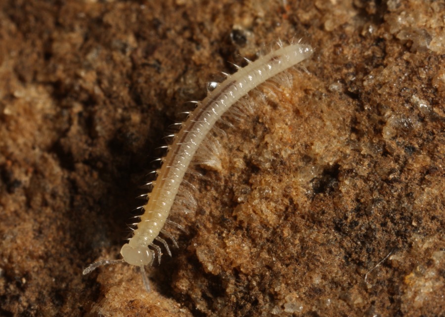 Scoterpes sp., Meigs Co., TN