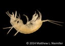 Stygobromus_mundus_WitherosCave