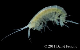 Stygobromus_sp
