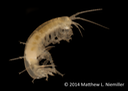 Stygobromus_spinosus_PinefieldShelterSpring